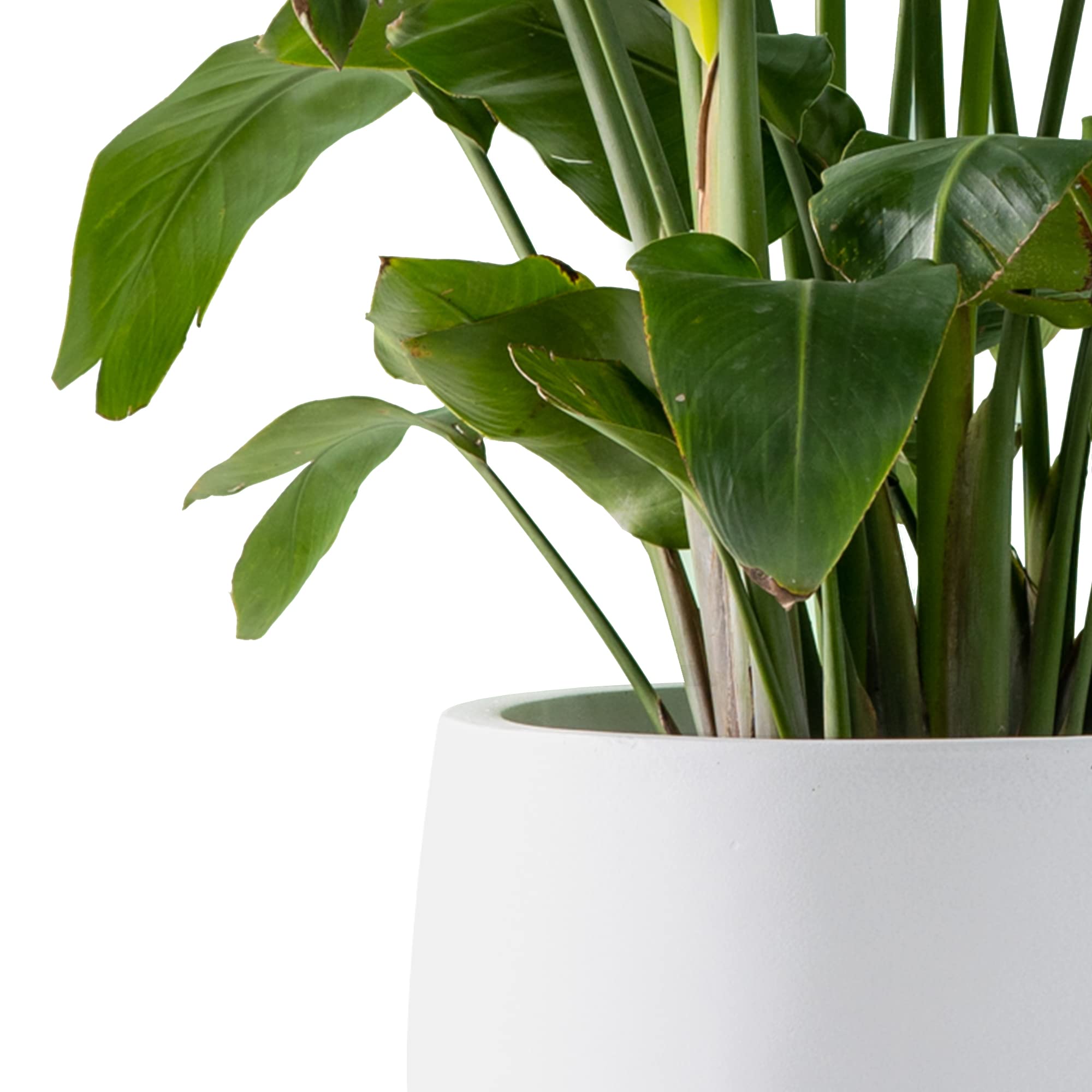 Kante 15.7" Dia Round Concrete Planter, Outdoor Indoor Garden Plant Pots with Drainage Hole and Rubber Plug, Modern Curvaceous Design, Pure White - Image 2